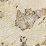 Marvel Desert Soul 120x120 Lapp. AFXM Atlas Concorde